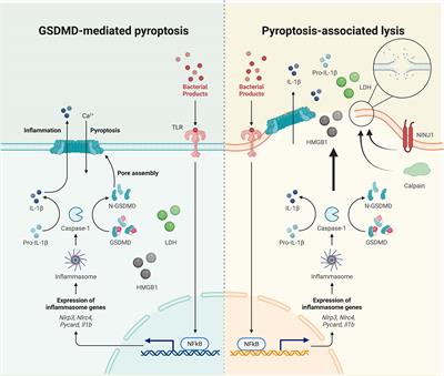 Uncoupled pyroptosis and IL-1β secretion downstream of inflammasome signaling